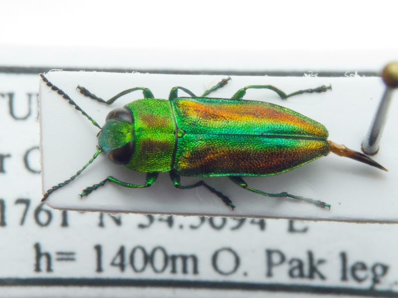 Anthaxia rutilipennis Abeille de Perrin, 1891